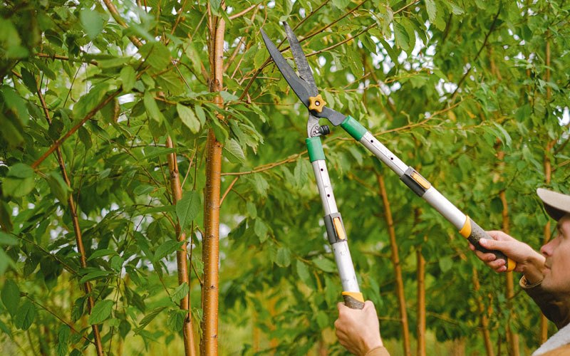 Tree trimming in Wolford, ND