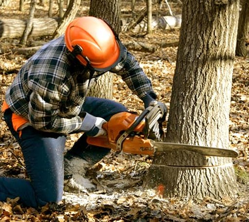 Tree Removal in Wolford, ND